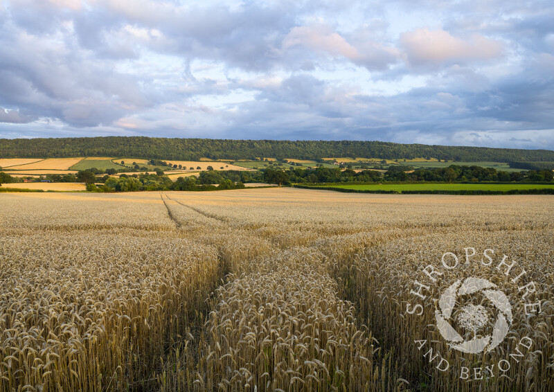 Evening light on Wenlock Edge, near Harley, Shropshire.