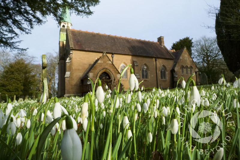 Snowdrops in the churchyard of Holy Innocents at Tuck Hill, near Bridgnorth, Shropshire.