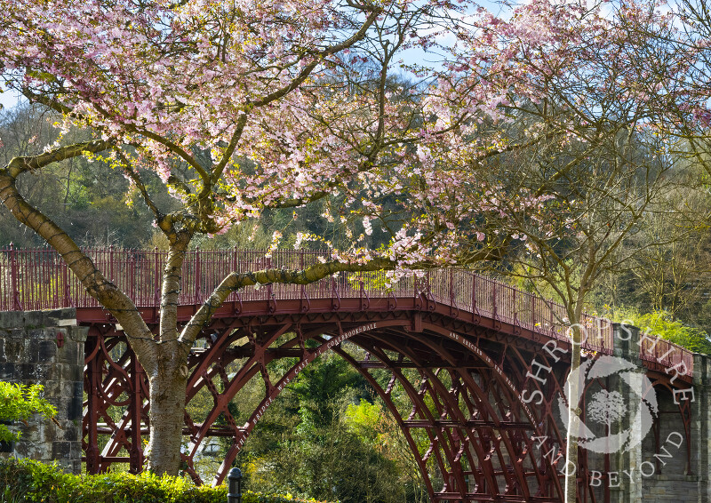 Spring blossom at Ironbridge, Shropshire.