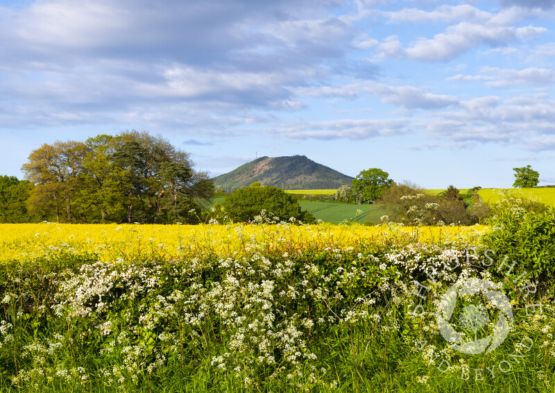The Wrekin, Shropshire, seen from across a field of oilseed rape.