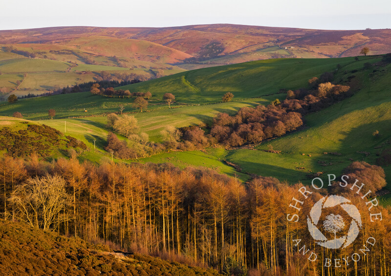 Evening light on Linley Hill and the Long Mynd, seen from the Stiperstones, Shropshire.