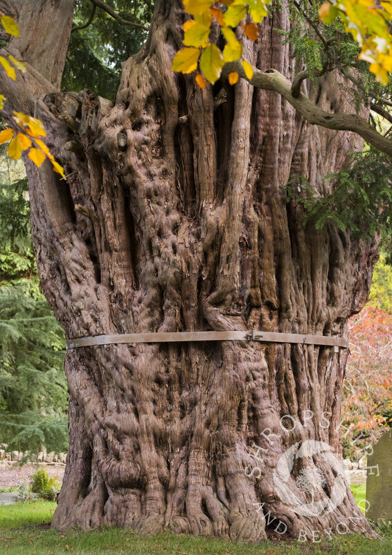 The ancient yew in the churchyard of St John the Baptist at Church Preen, Shropshire.