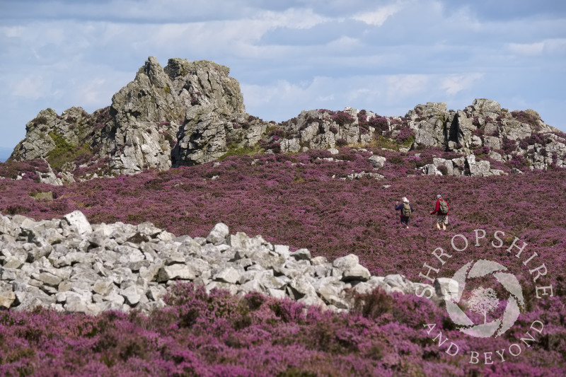The Devil's Chair surrounded by purple heather on the Stiperstones, Shropshire.