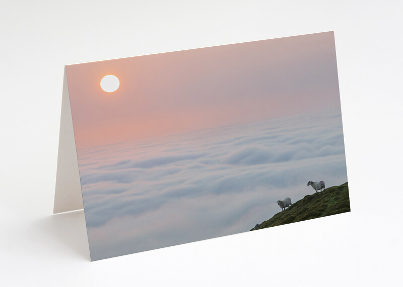 Sheep at sunrise on Titterstone Clee, Shropshire.