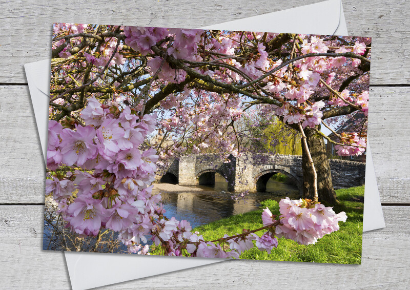 Cherry blossom at Clun, Shropshire.