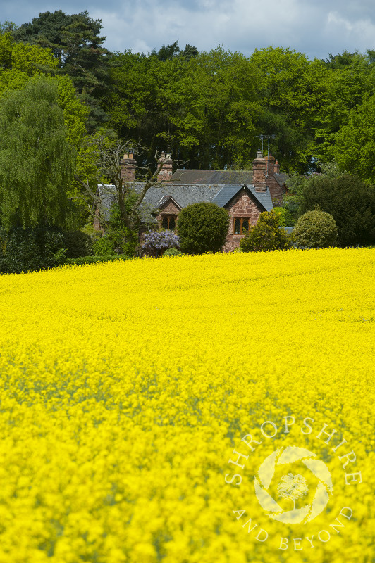 Sandstone cottage and a field of oilseed rape near Sambrook, north Shropshire, England.