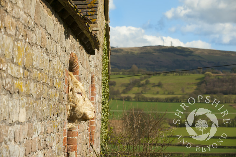 A bull pokes its head through a window in an old barn at Holdgate, Shropshire.