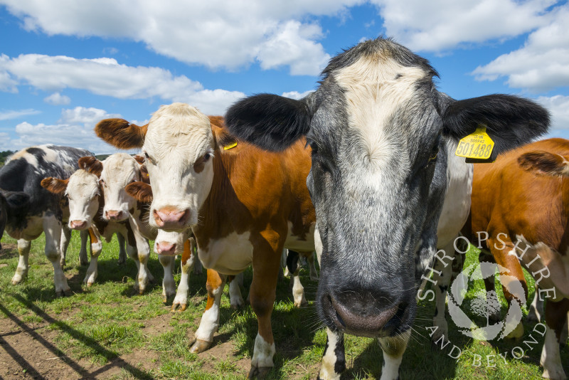 Friesian and Herefordshire cattle in a Shropshire field.