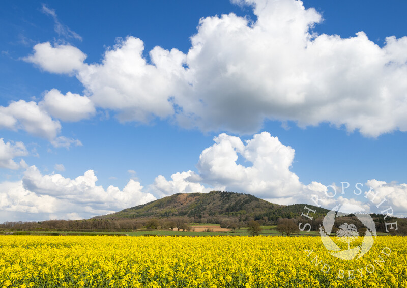 A field of oilseed rape benetah the Wrekin, Shropshire.