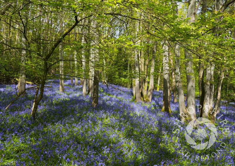 A carpet of bluebells on the Ercall, near the Wrekin, Shropshire.