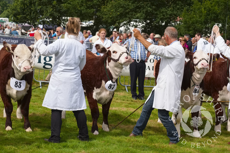 Hereford cattle being judged at Burwarton Show, near Bridgnorth, Shropshire, England.