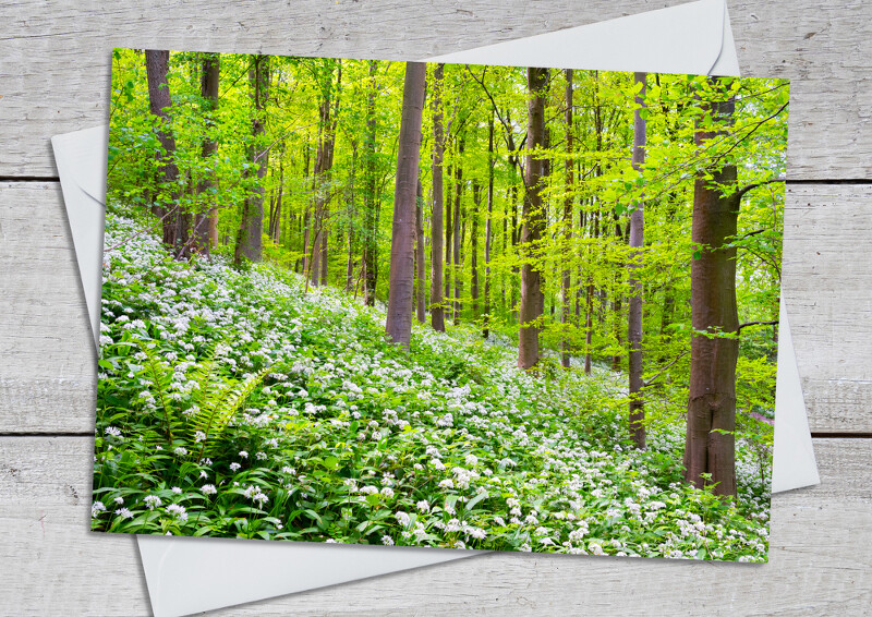 Carpet of wild garlic on Wenlock Edge, Shropshire.