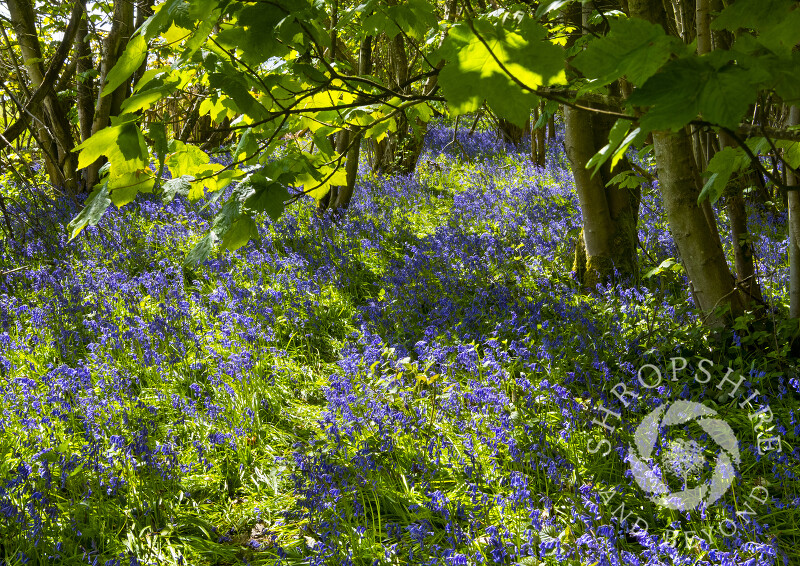 A carpet of bluebells in Sallow Coppice, near Craven Arms, Shropshire.
