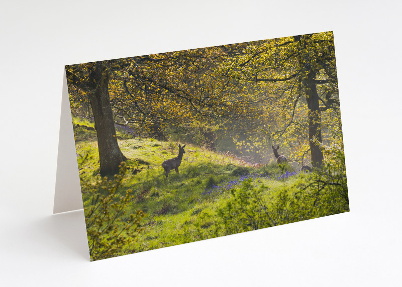 Roe deer and bluebells on Burrow Hill, Shropshire.