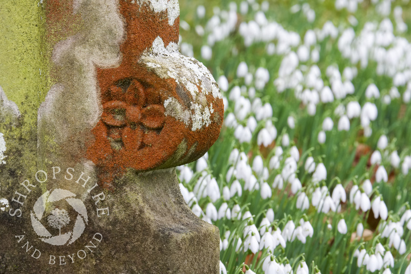 Snowdrops in the churchyard of Holy Innocents at Tuck Hill, near Bridgnorth, Shropshire.