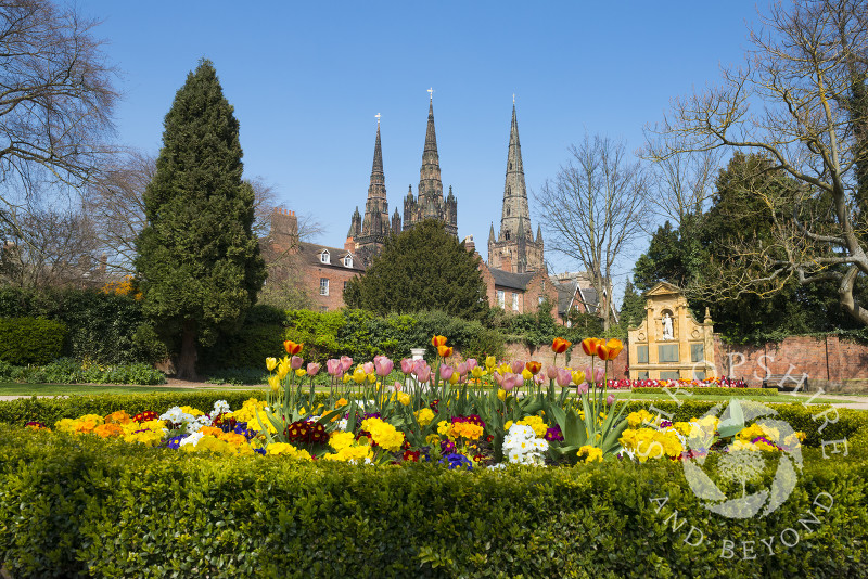 Spring flowers in the Garden of Remembrance overlooked by the cathedral, Lichfield, Staffordshire, England.