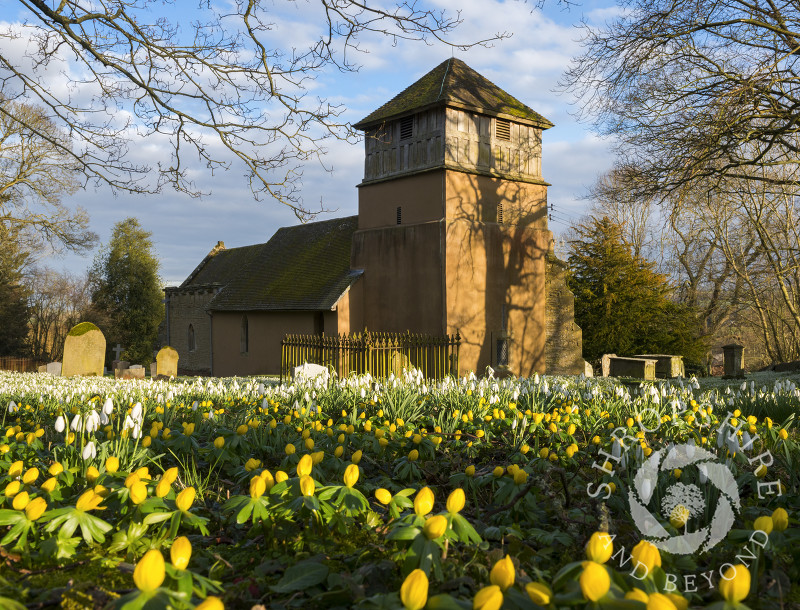 A sea of snowdrops and winter aconites at St James' Church, Shipton, Shropshire.