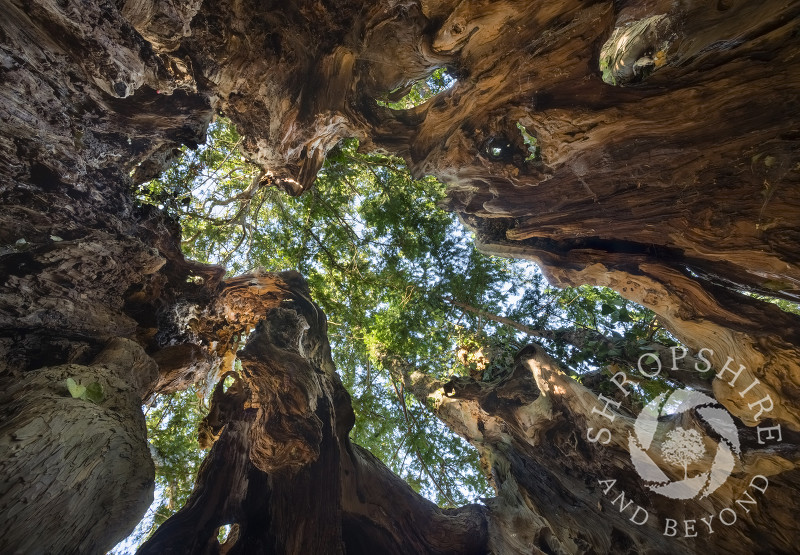 Inside the ancient yew tree at Uppington, Shropshire.
