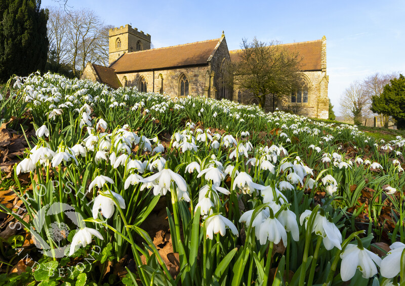 Snowdrops in the churchyard of St Mary's at Stottesdon, Shropshire.