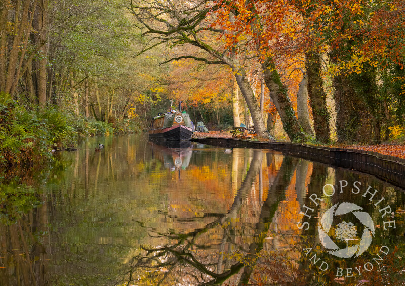 Autumn on the Llangollen Canal at Blakemere, north Shropshire.