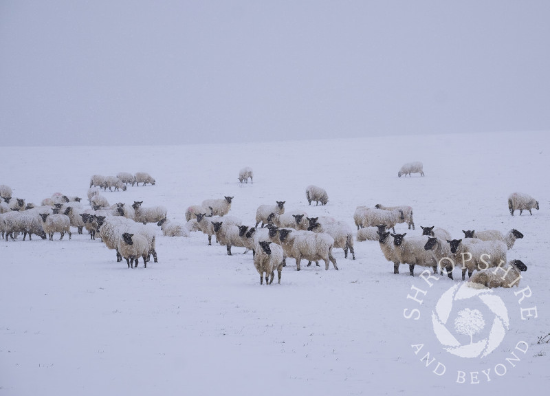 A flock of sheep in a blizzard on Hazler Hill, Church Stretton, Shropshire.