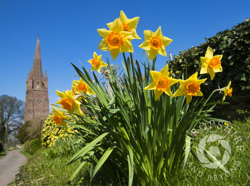 Daffodils in bloom near the Church of St Peter and St Paul in the village of Weobley, Herefordshire, England.