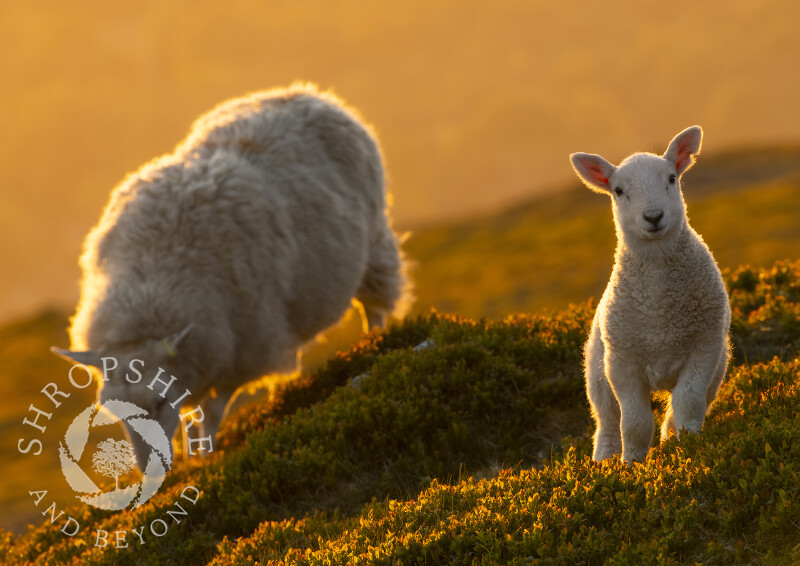 Sheep at sunrise on Titterstone Clee, Shropshire.