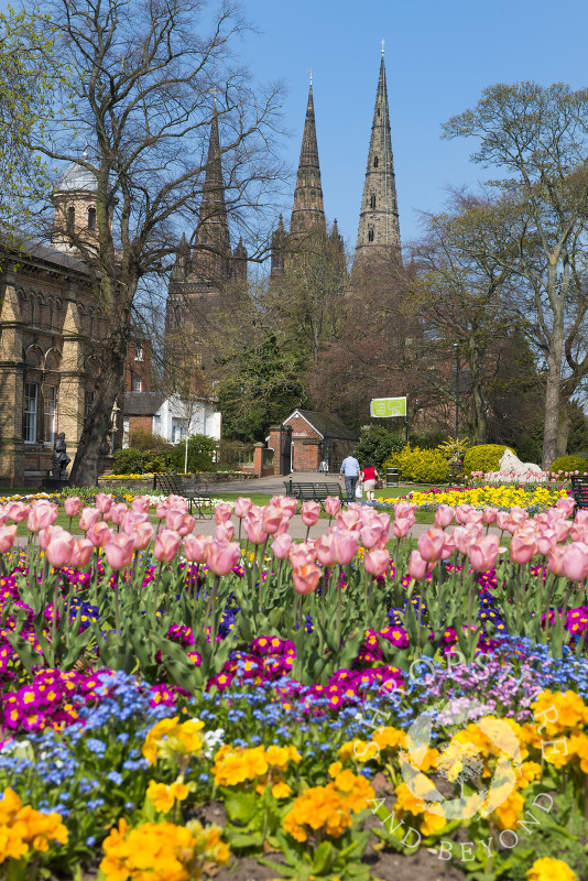Spring flowers in Beacon Park, Lichfield, Staffordshire, England.