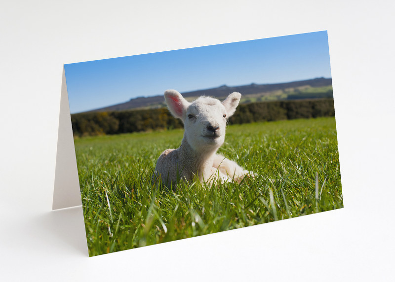 Lamb beneath the Stiperstones, Shropshire.