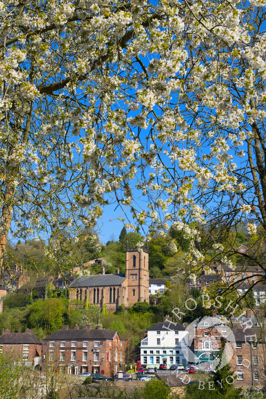 Spring blossom frames St Luke's Church at Ironbridge, Shropshire, England.