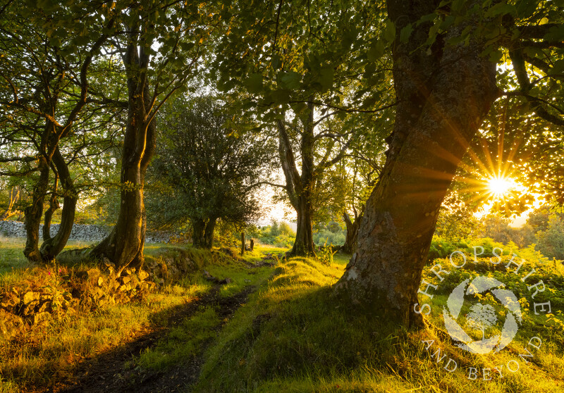 Sunrise at Brook Vessons nature reserve on the side of the Stiperstones, Shropshire.