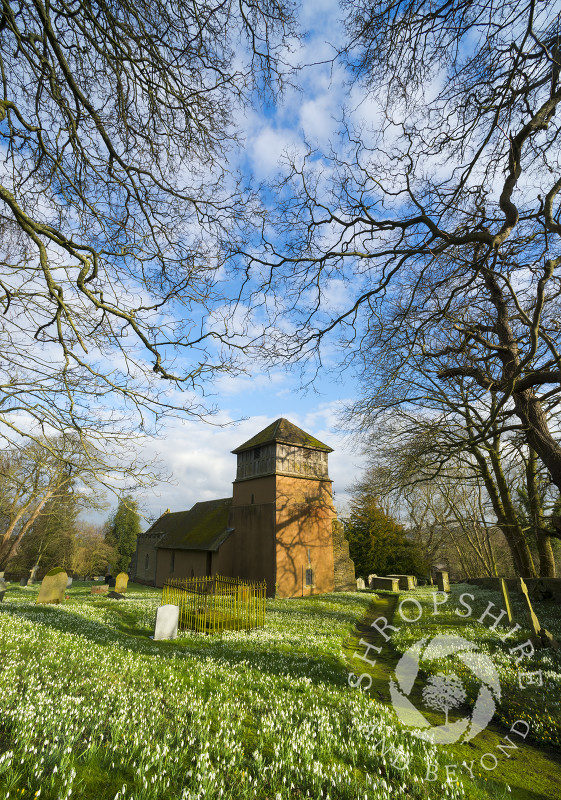 A sea of snowdrops at St James' Church, Shipton, Shropshire.