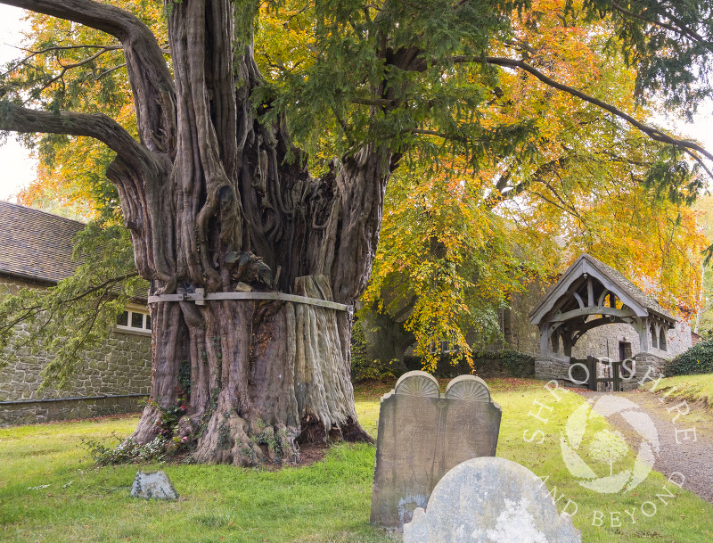 The ancient yew in the churchyard of St John the Baptist at Church Preen, Shropshire.