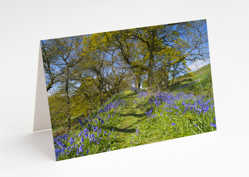 Bluebells on Burrow Hill, near Craven Arms, Shropshire.