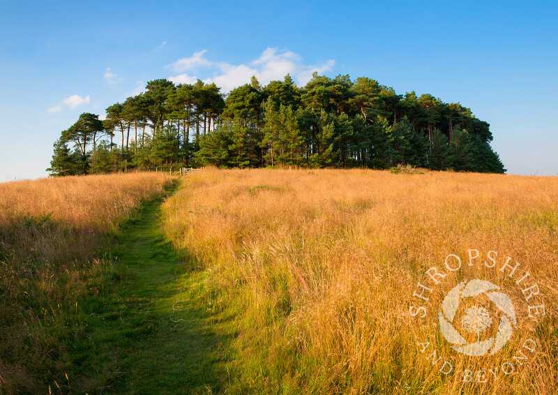 A grassy track leads to Bromlow Callow, Shropshire, England.