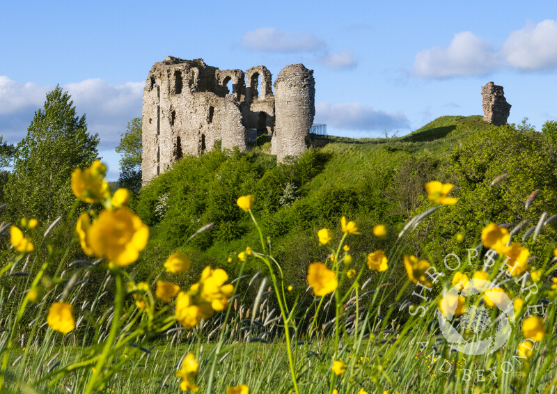 The ruins of Clun Castle and buttercups, Shropshire.