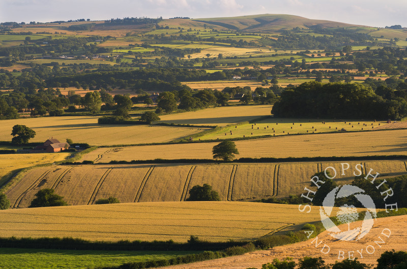 Golden evening light on fields seen from Lyth Hill, near Shrewsbury, Shropshire.