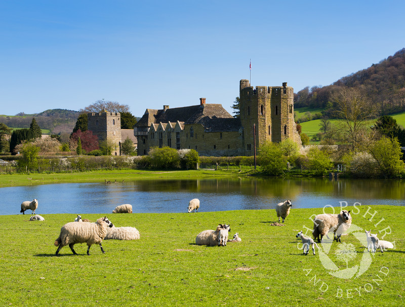 Sheep and lambs graze near Stokesay Castle, Shropshire.