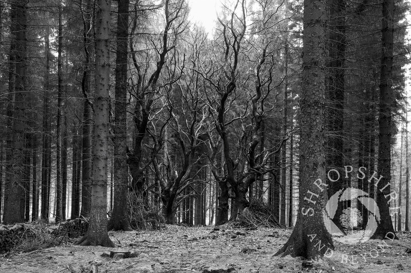 Sweet chestnut and Sitka spruce trees on Brown Clee Hill, Shropshire, England.