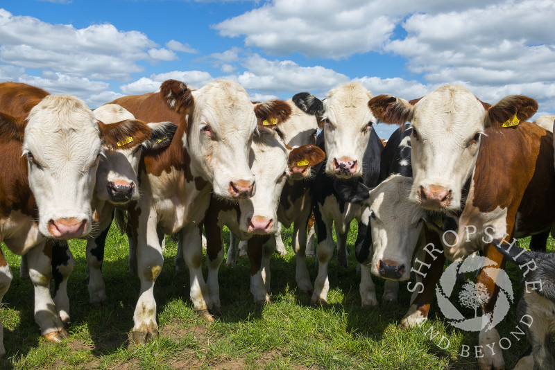 Inquisitive cows in a field beneath Ragleth Hill, Shropshire.