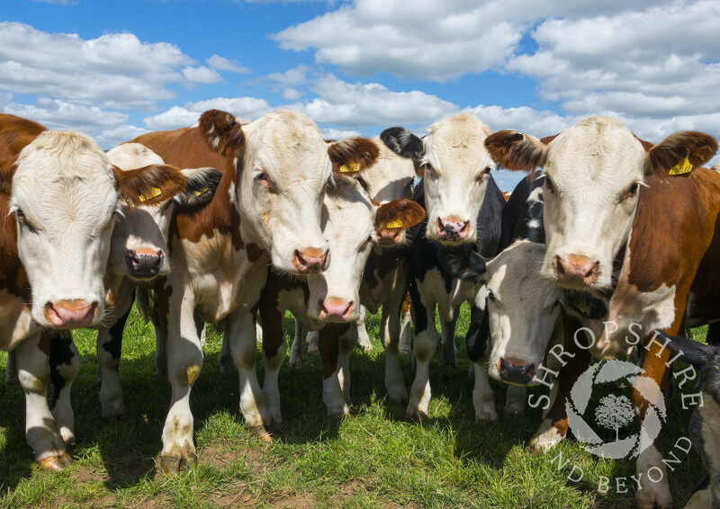 Inquisitive cows in a field beneath Ragleth Hill, Shropshire.