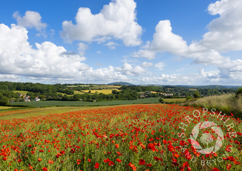 Poppy field above Much Wenlock, Shropshire, with the Wrekin on the horizon.