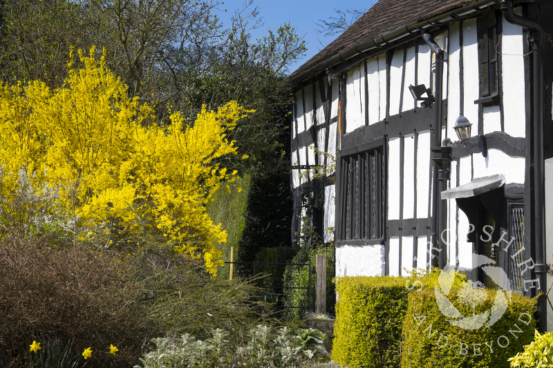 Spring colour outside a black and white half-timbered cottage in the village of Eardisland, Herefordshire, England.