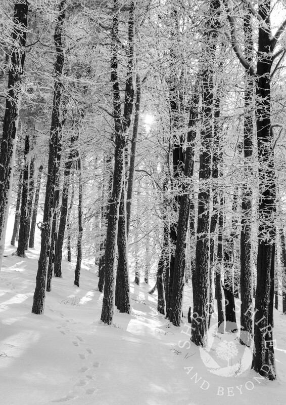 Sunlight on frozen trees and snow, the Wrekin, Shropshire.