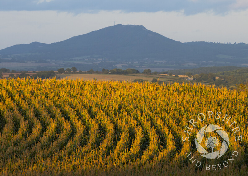 Maize at sunset near Picklescott, with the Wrekin, Shropshire.