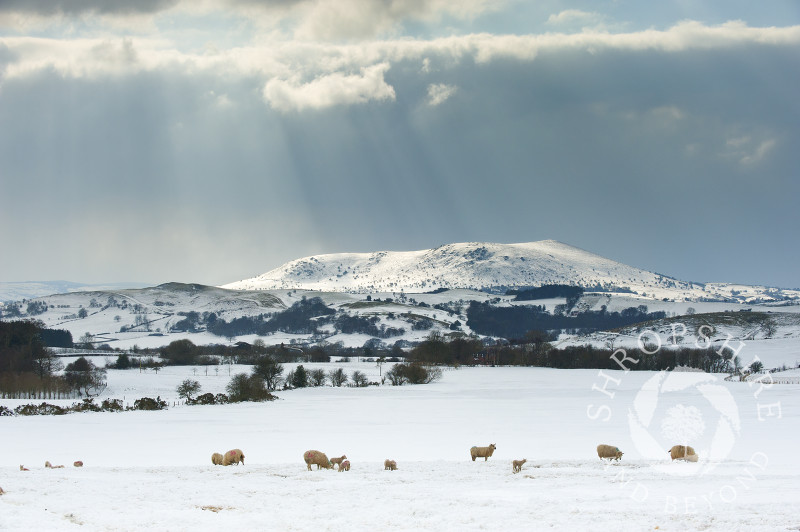Sheep graze in the winter snow near Shelve, beneath the Stperstones, Shropshire, England. Corndon Hill, in Powys, Wales, is seen in the distance