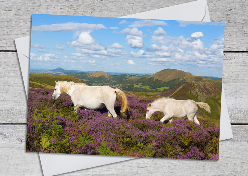 Wild ponies on the Long Mynd, Shropshire.