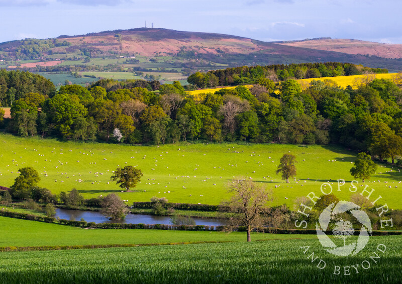 Brown Clee from the Shropshire Way on Wenlock Edge, Shropshire.