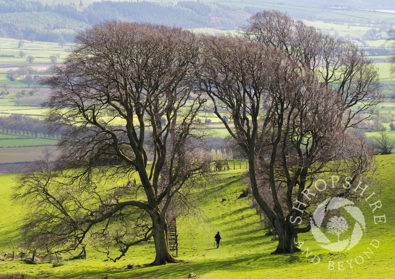 A lone walker along an avenue of beech trees on Linley Hill, near Norbury, Shropshire.