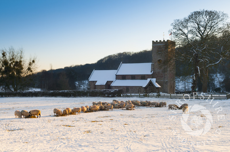 A flock of sheep feeding in a field in winter snow in front of St Gregory's Church, Morville, Shropshire, England.